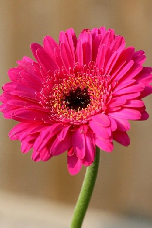 gerbera